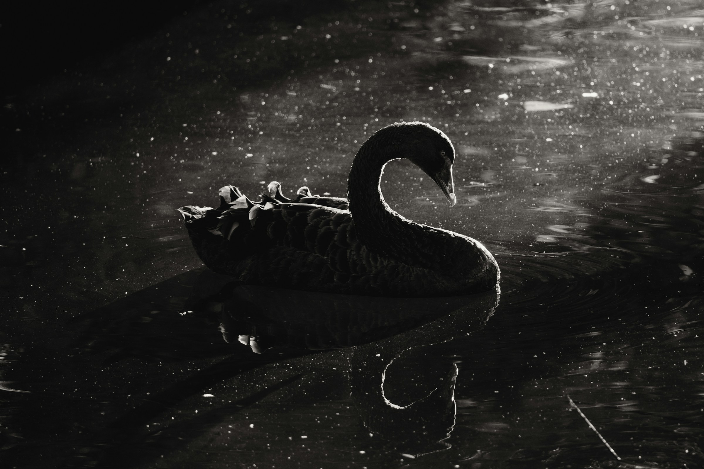 Editorial artwork for Black Swans in the Art Market
